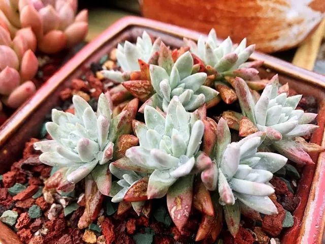 365种多肉图谱啥肉都能叫上名不再脸盲