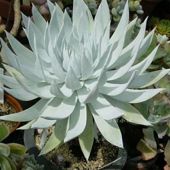 365种多肉图谱啥肉都能叫上名不再脸盲