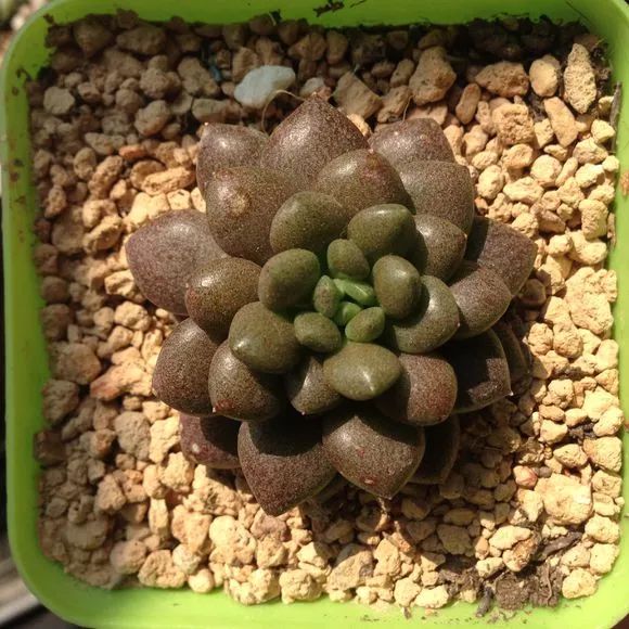 365种多肉图谱啥肉都能叫上名不再脸盲