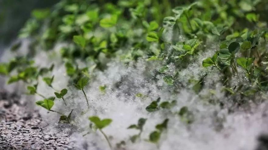 杨柳树|飞絮|毛白杨_新浪新闻