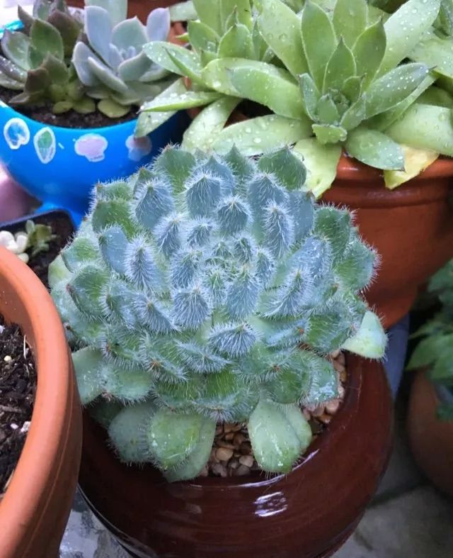 365种多肉图谱啥肉都能叫上名不再脸盲