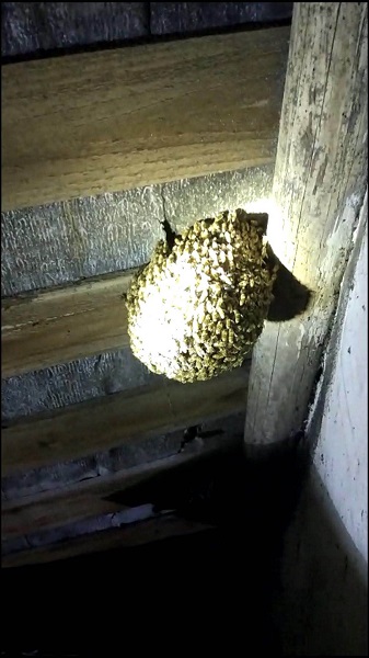 居民家中马蜂筑巢 民警消防合力清除