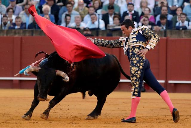 西班牙"四月节"惊险一幕 斗牛士抱头躲避蛮牛冲撞