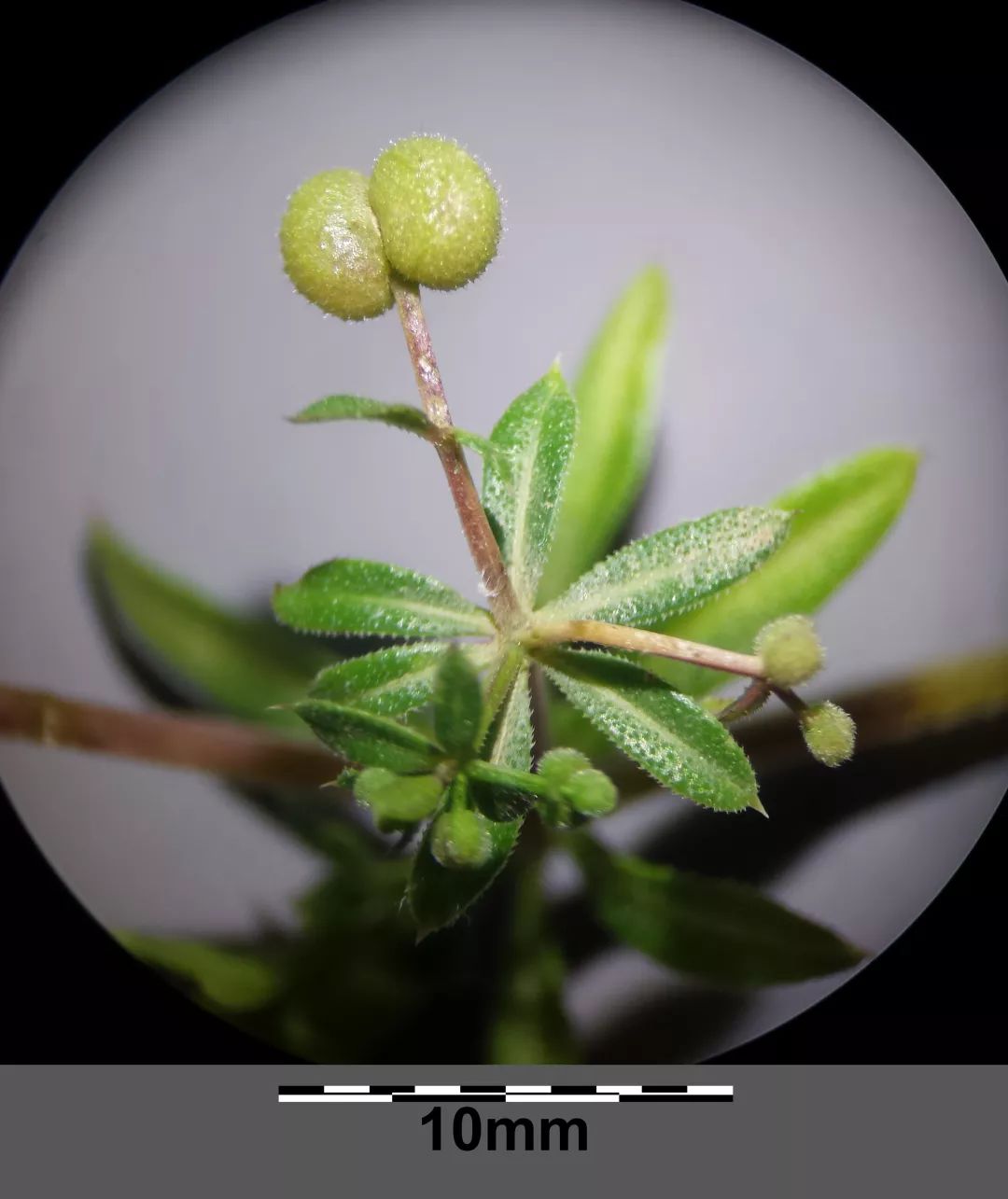 拉拉藤(g. spurium var. echinospermum)的果实上有刺毛.图片:stefan.