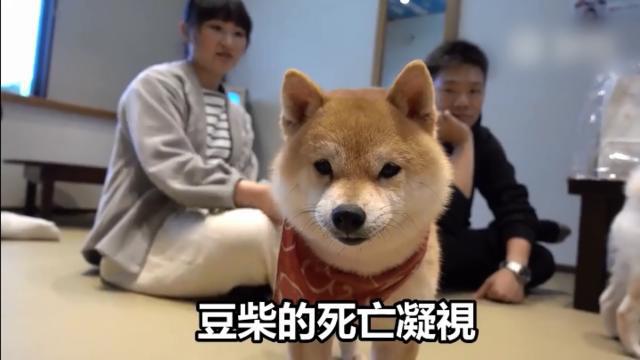 台湾网友造访了京都的网红狗狗咖啡厅