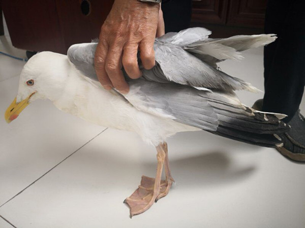 鱼塘边飞来一只像鸭子的大白鸟 不是来偷鱼的 翅膀受伤了 手机新浪网