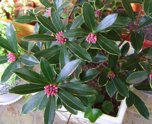 2种香树摆家里能净化空气还能镇宅旺财