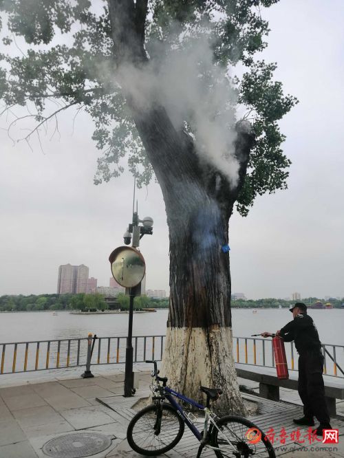 情报站济南大明湖一棵老树着火工作人员正在灭火