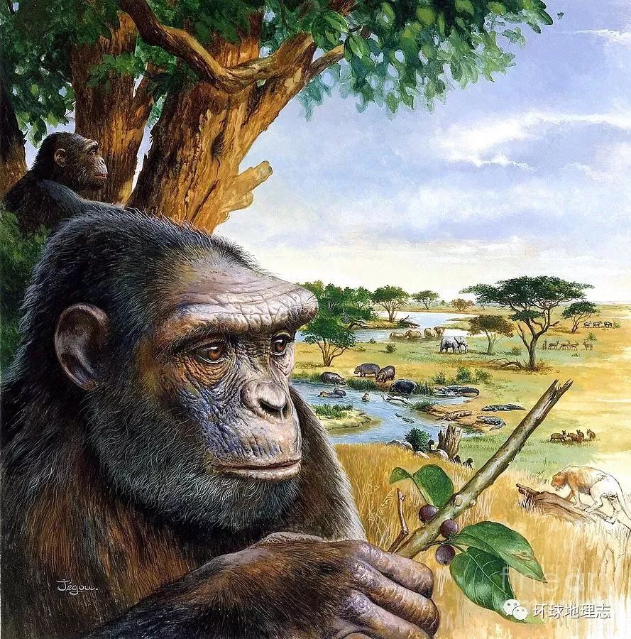 ▼肯尼亚图根原人▼▼◤非洲乍得化石点▼非洲乍得沙赫人700万年前一