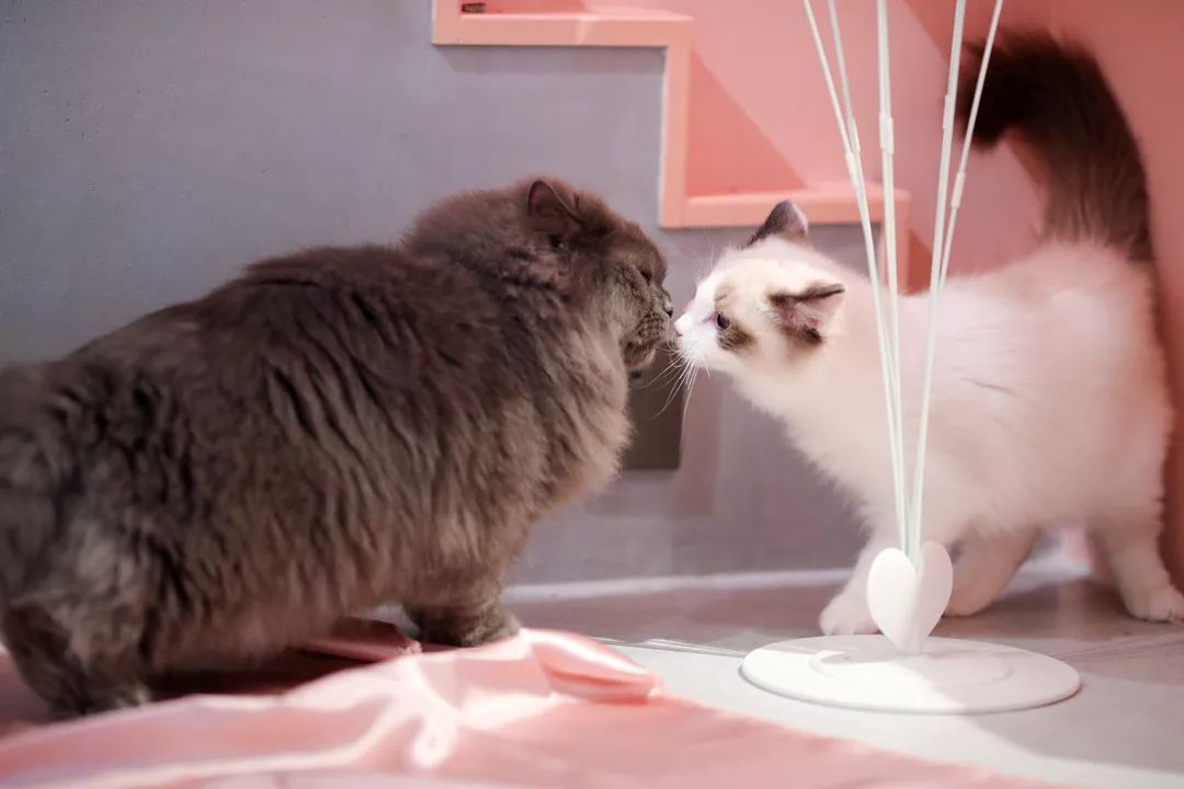 别家的猫咪点杯咖啡等着宠物美容或者训练完毕或者和自家爱宠拍上几张