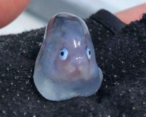 据日本"netorabo"网站报道,网友"铃木龙之介"是一名钓鱼爱好者,近日