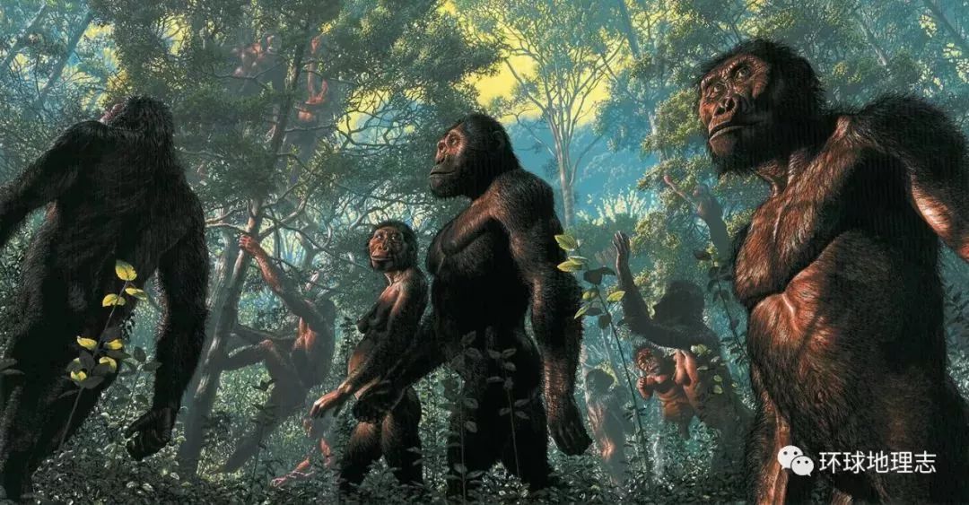 ▼▼◤非洲肯尼亚化石点▼肯尼亚图根原人▼▼◤非洲乍得化石点▼非洲