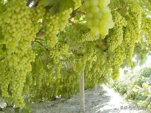 新疆哈密火箭农场十连,果园以天山雪水浇灌的独特自然优势__财经头条