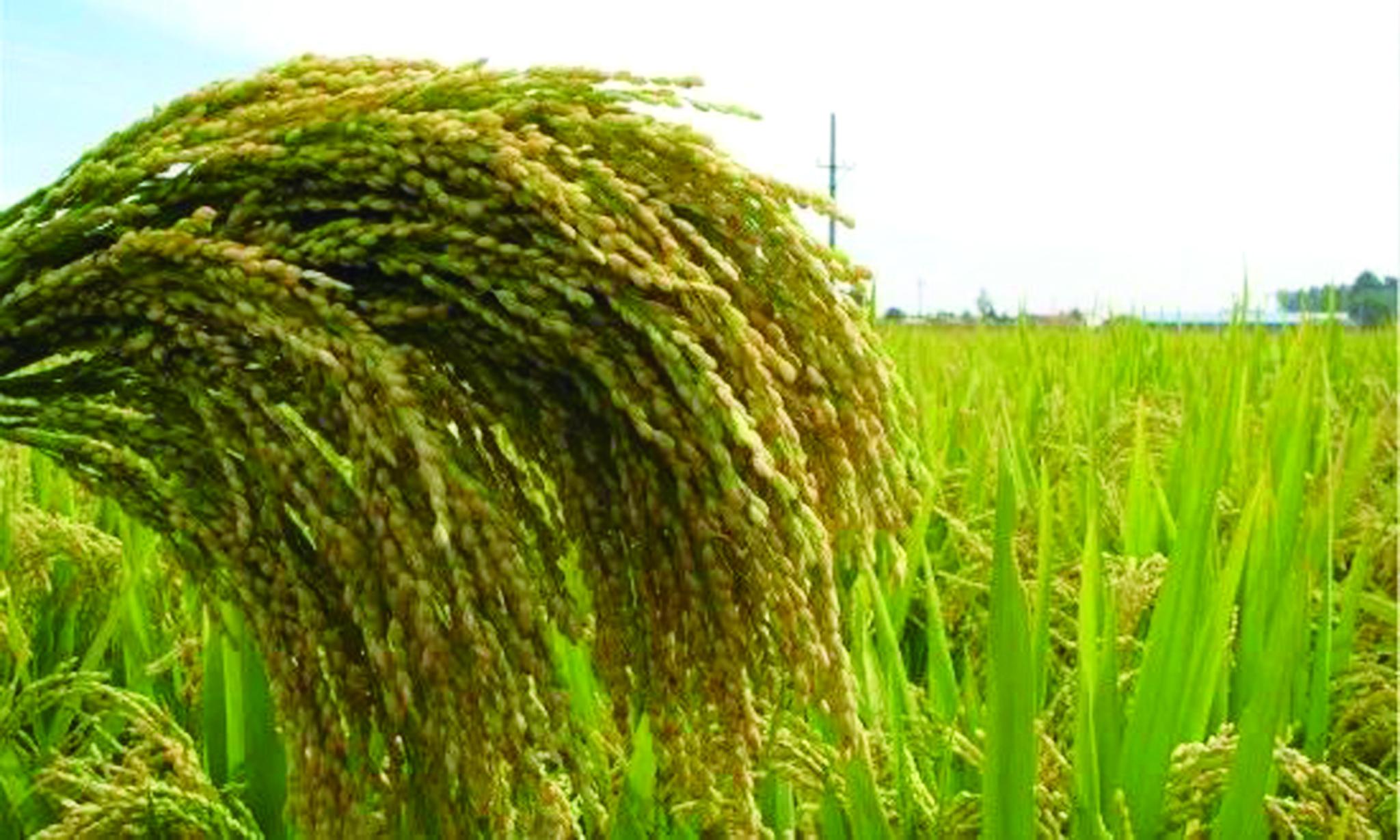 巨型稻,禾下乘凉话丰年|夏新|水稻|袁隆平_新浪新闻