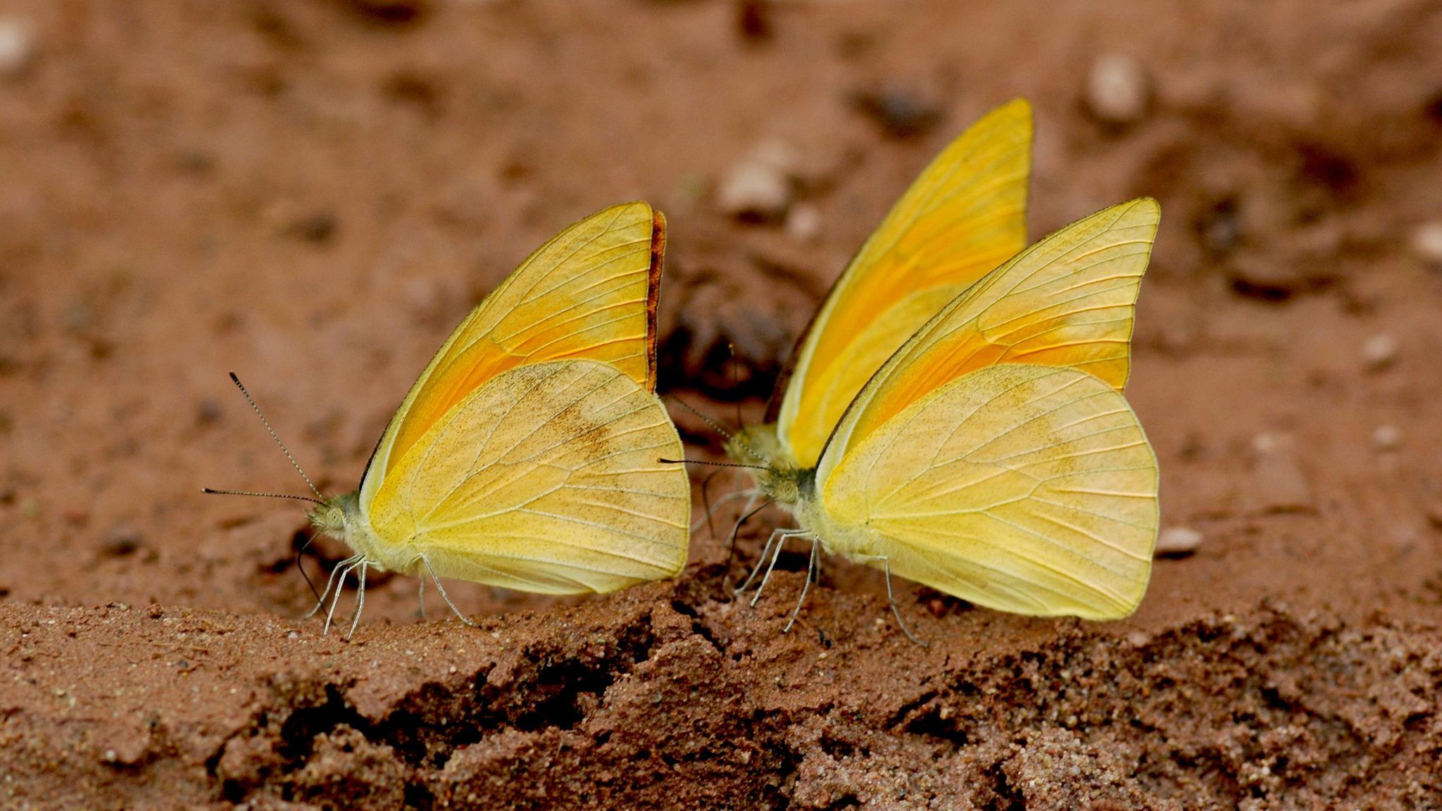 心心念念的红翅尖粉蝶.受访者供图