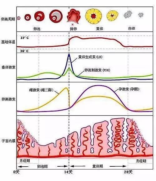排卵后要不要吃黄体酮？