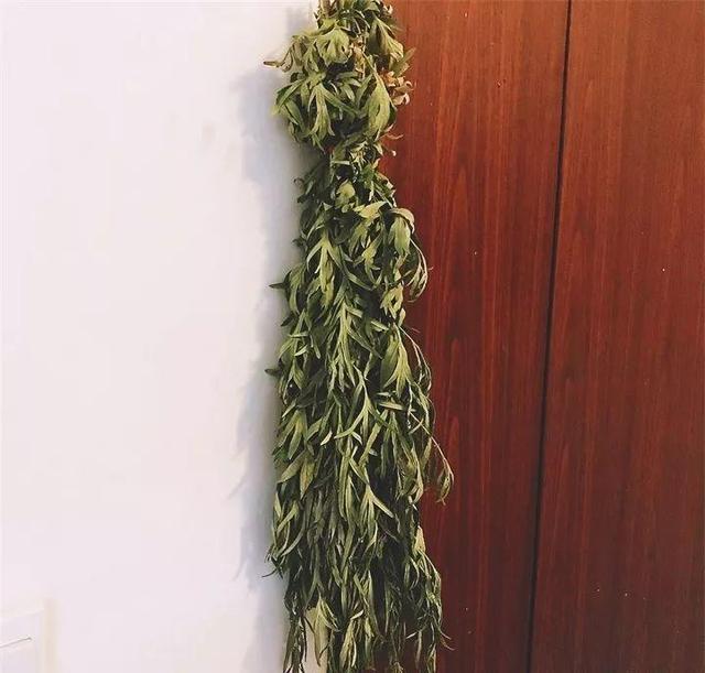 农村这种草,放家里驱蚊虫,比花露水还管用!|平安|艾草|蚊虫_新浪新闻