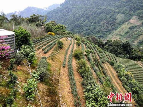 台湾写真：木栅铁观音 百年闽台缘