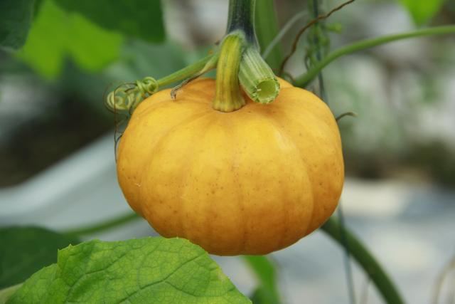 想减肥瘦身,晚上吃什么比较好?