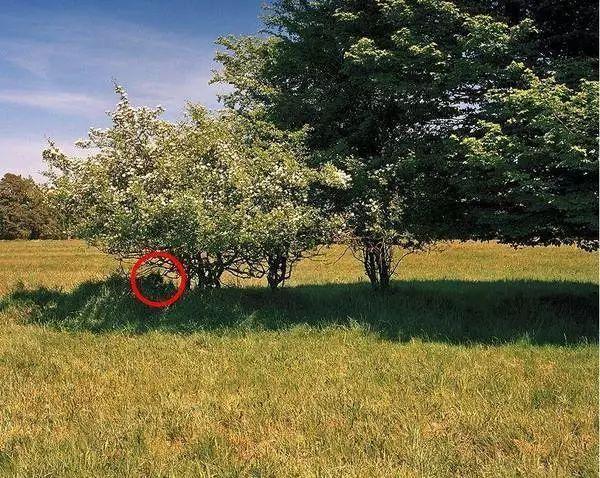 军事隐身术你能找到隐身的兵哥哥和他们的武器吗