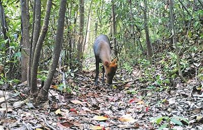 浮梁拍到黑麂影像