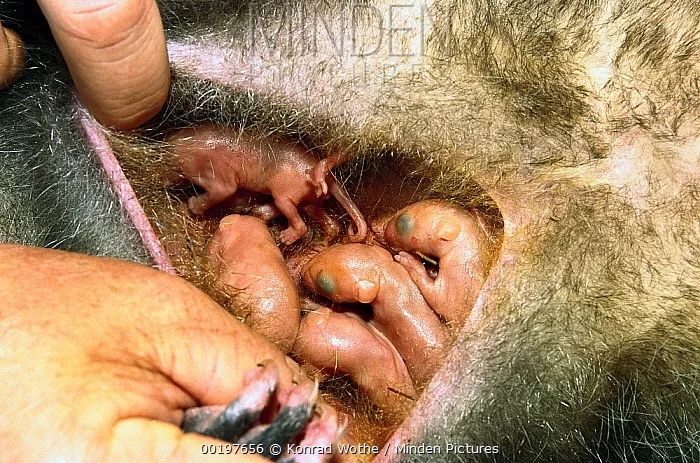 育儿袋中的小负鼠.图片:konrad wothe / mindenpictures真是懒到家了!