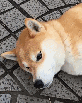 这只日本柴犬睡过的地方比你去过的还多躺着就吸粉无数