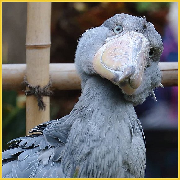 转发这只沙雕大鸟比锦鲤还管用