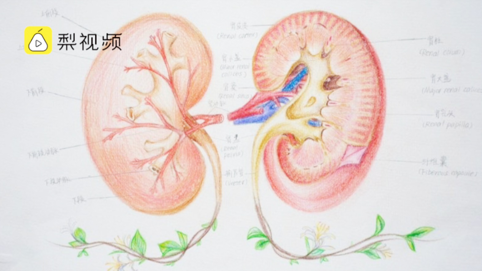 医学生手绘解剖图走红绘画是必备技能