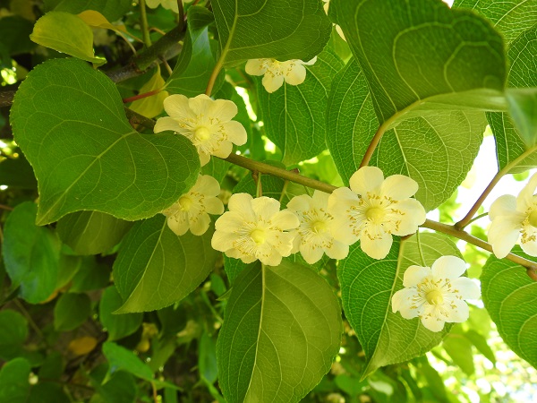 这种花正值盛花期 上海植物园发布五月中旬花讯 上海植物园 观赏点 花讯 新浪新闻
