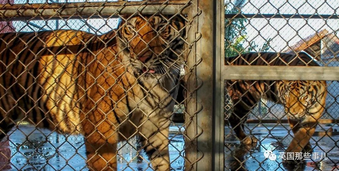 在这里,老虎如同肉猪一样被圈养,屠杀,分成零件贩卖