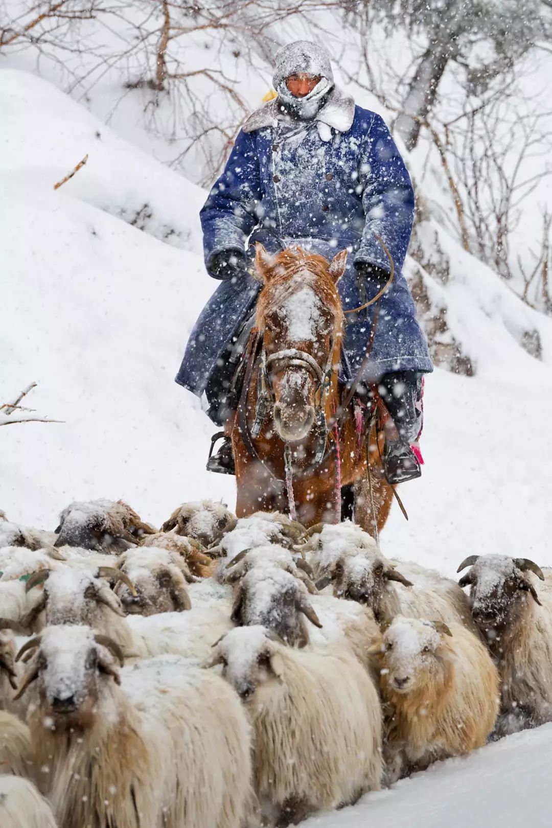 牧民们依然月复一月,年复一年往返于不同的草场之间羊群,牛群,马群
