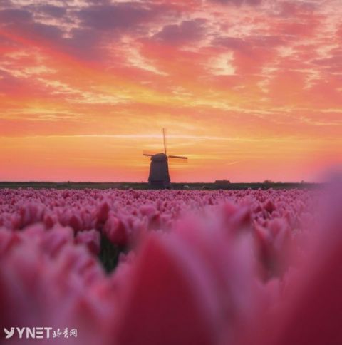 又是一年花开时 荷兰郁金香花田美成仙境