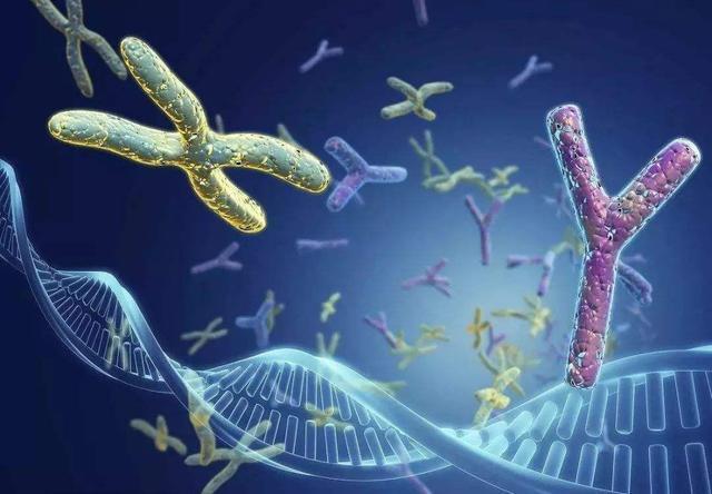 人的染色体(人的染色体是什么意思)