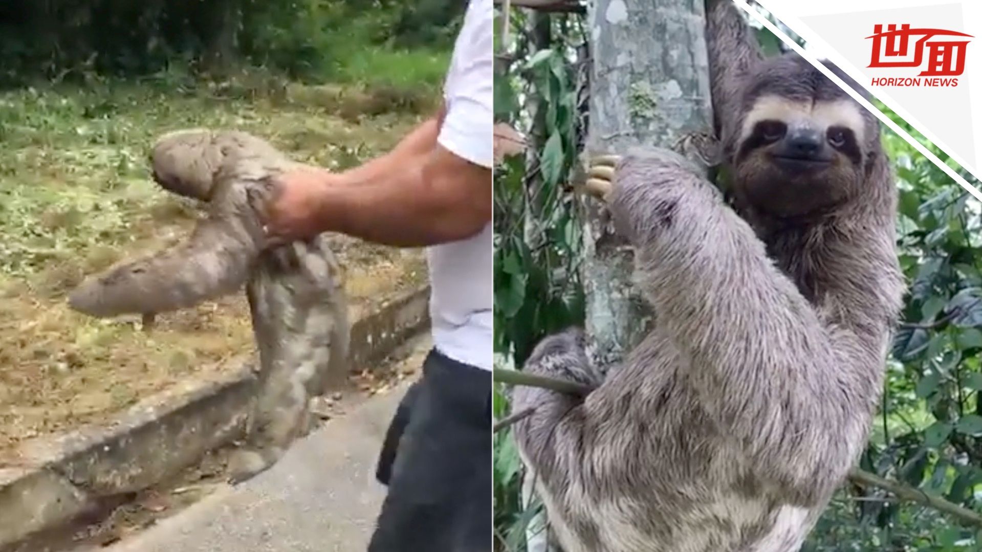 树懒过马路太慢 大叔一把抱上树:回头挥爪微笑致谢