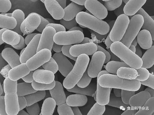 干酪乳杆菌胞外多糖诱导小鼠骨髓来源树突细胞成熟以及分泌il-6,tgf