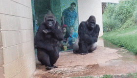 大猩猩动态抽烟表情包图片