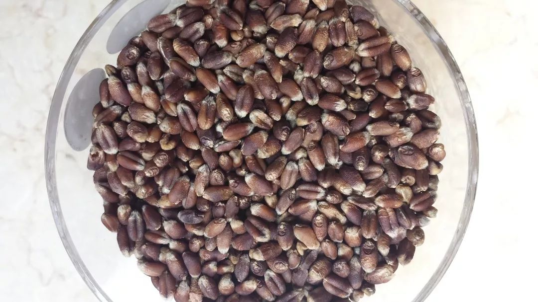 能吃能喝还养眼这个紫色小麦不简单