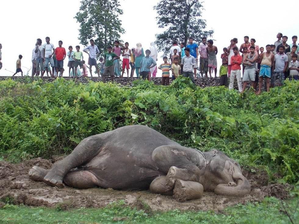 印度火车与大象杠上了两两相撞4头大象死亡火车撞出轨