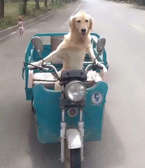狗狗开着电动三轮车,气场一点都不输人类,看来狗狗是准备要逆袭|狗狗|