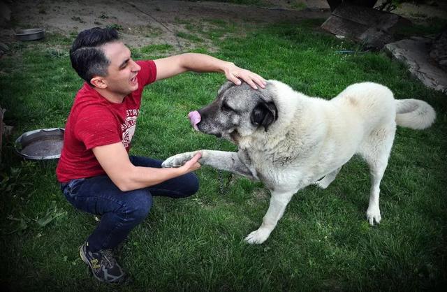 血统纯正的坎高犬,可以说是身材高大,性格极其凶猛