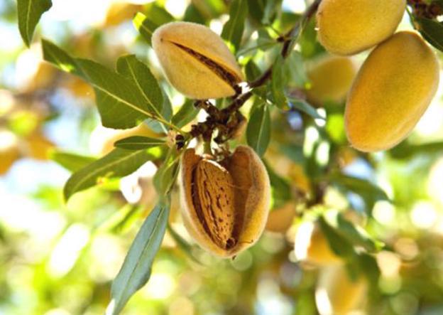 常吃的坚果在树上是什么样?腰果可爱,开心果认不出