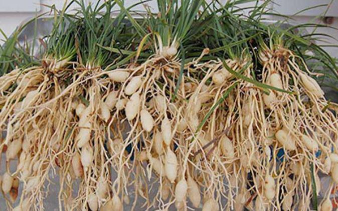 农村一种长相似"韭菜"的野草,非常少见,在市场上卖50元一斤