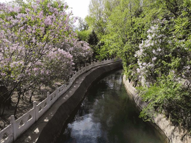 正文  最终抵达哈尔滨   最大的丁香集结地   丁香公园   融入这8万株