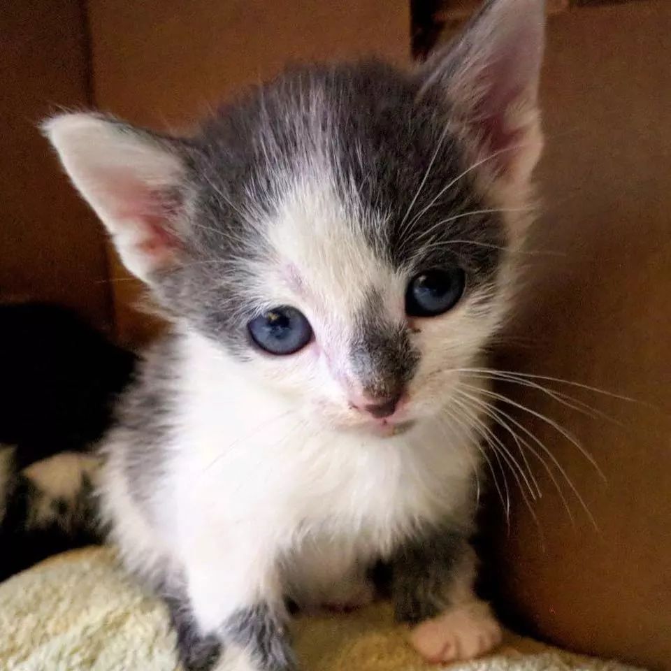 这5只丧母小奶猫被救后,走到哪都紧紧抱团,简直像连体婴一样!
