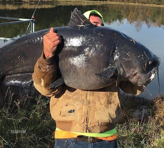 一位名叫brevingtonu的美国男子就钓到了一条宛如怪兽的巨大鲶鱼,这令