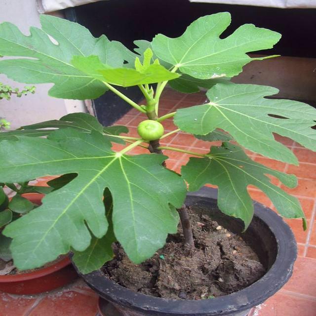 给盆栽无花果浇水要稍微注意一下,因为盆栽的无花果树和种在院子里