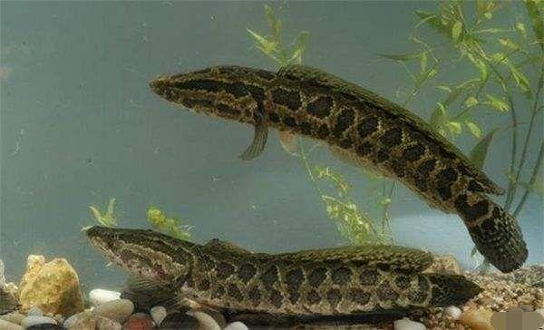 这种鱼会夫妻同心养大幼鱼|黑鱼|鱼|幼鱼_新浪新闻