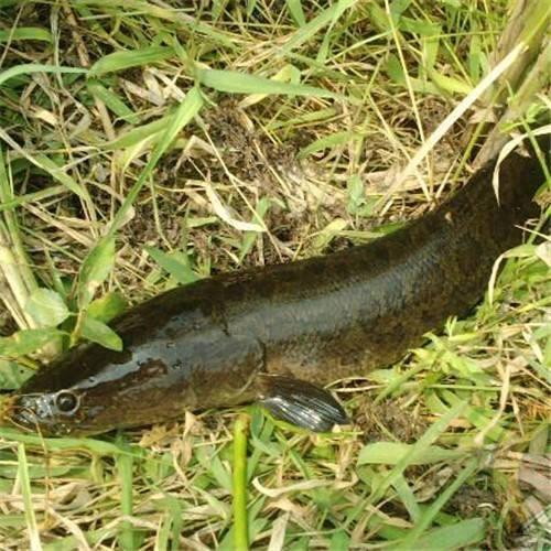 鸟会筑巢孵鸟,听说过鱼会筑巢孵鱼吗?这种鱼会夫妻同心养大幼鱼