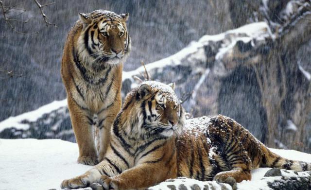 一起说说,老虎和北极熊谁厉害